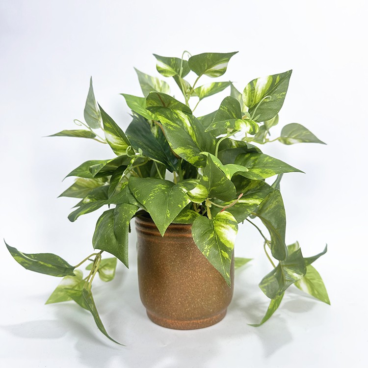 Grønne ivey blade planter cement gryde